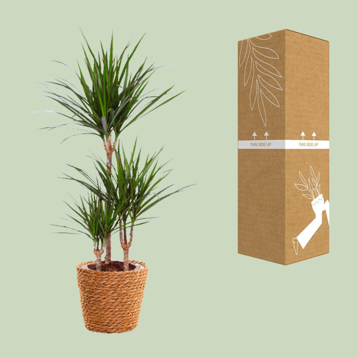 Detailfoto van Dracaena Marginata