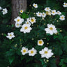 12x Anemone hyb. 'Honorine Jobert'