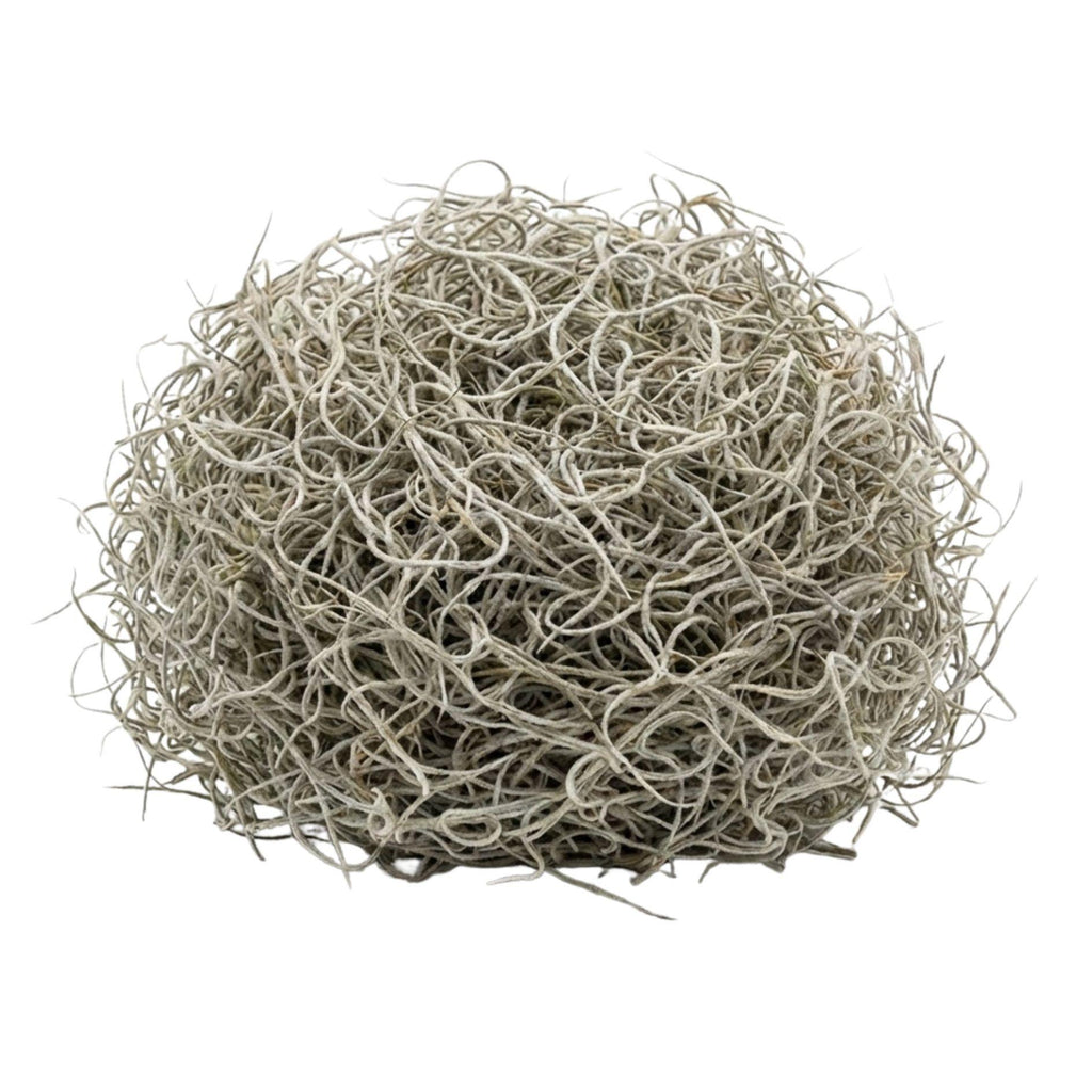 Tillandsia usneoides gedroogd, Spaans mos 1L voor decoratie, kenmerkend blad