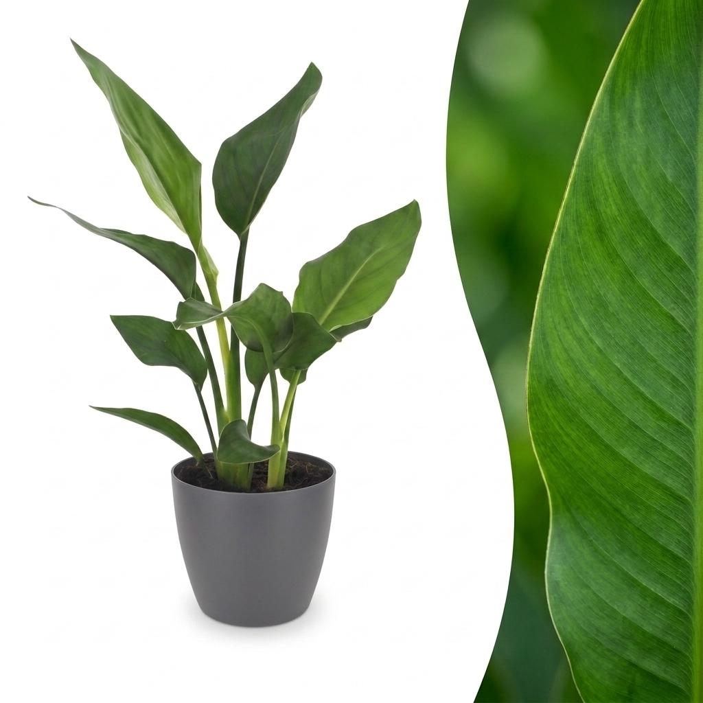 Strelitzia Reginea - Paradijsvogelbloem met grijze pot, plant in pot