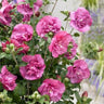 Hibiscus syriacus Magenta Chiffon®