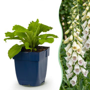 Digitalis purp. Dalmatian White - Vingerhoedskruid - Schaduw - Wit - 6 Planten