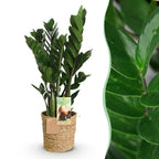 Zamioculcas met mand, detail van het blad