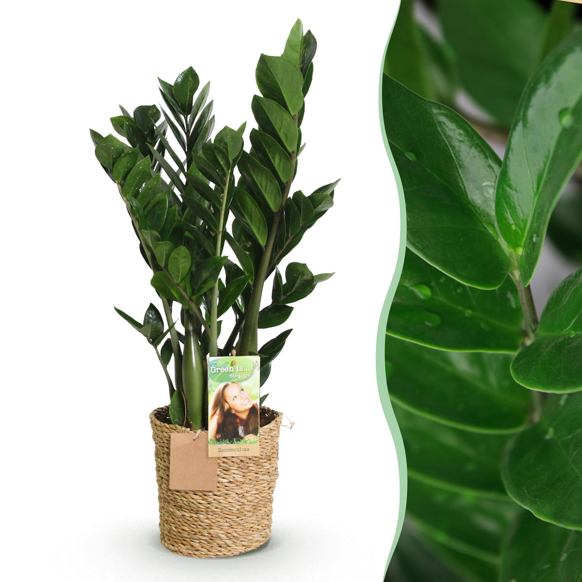 Zamioculcas met mand, detail van het blad