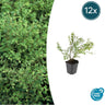 12x Symphoricarpos ch. 'Hancock'