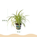Cyperus, kenmerkend blad