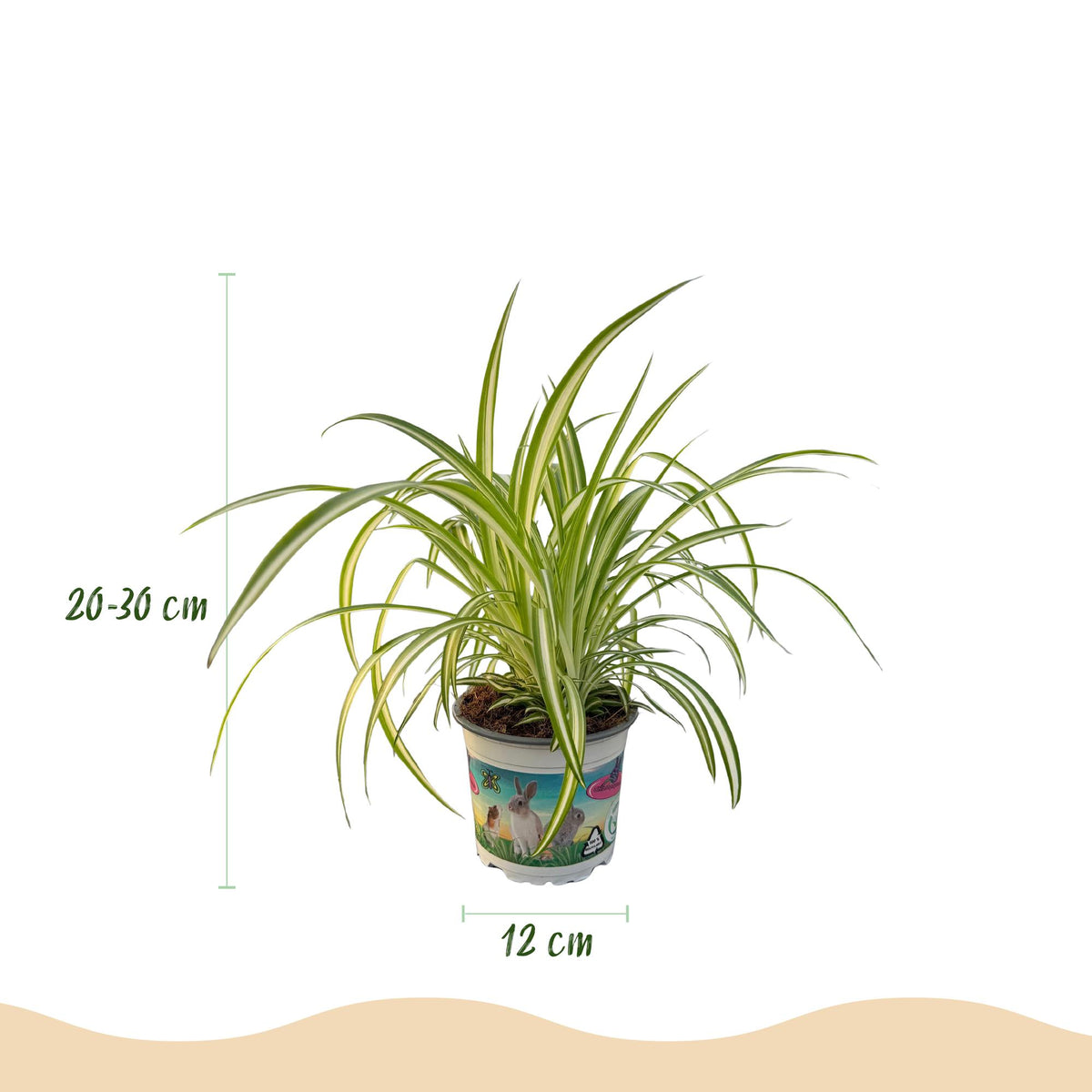 Cyperus, kenmerkend blad