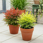 Nandina Duo, kenmerkend blad