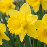 Gele narcissen bloembollen
