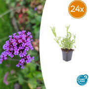 Verbena bonariensis