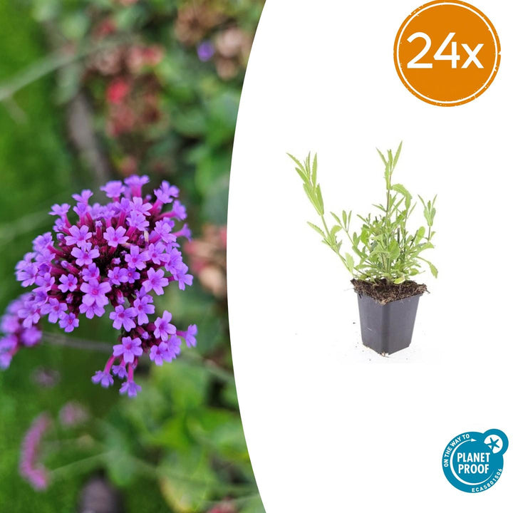 Verbena bonariensis