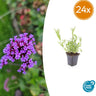 Verbena bonariensis