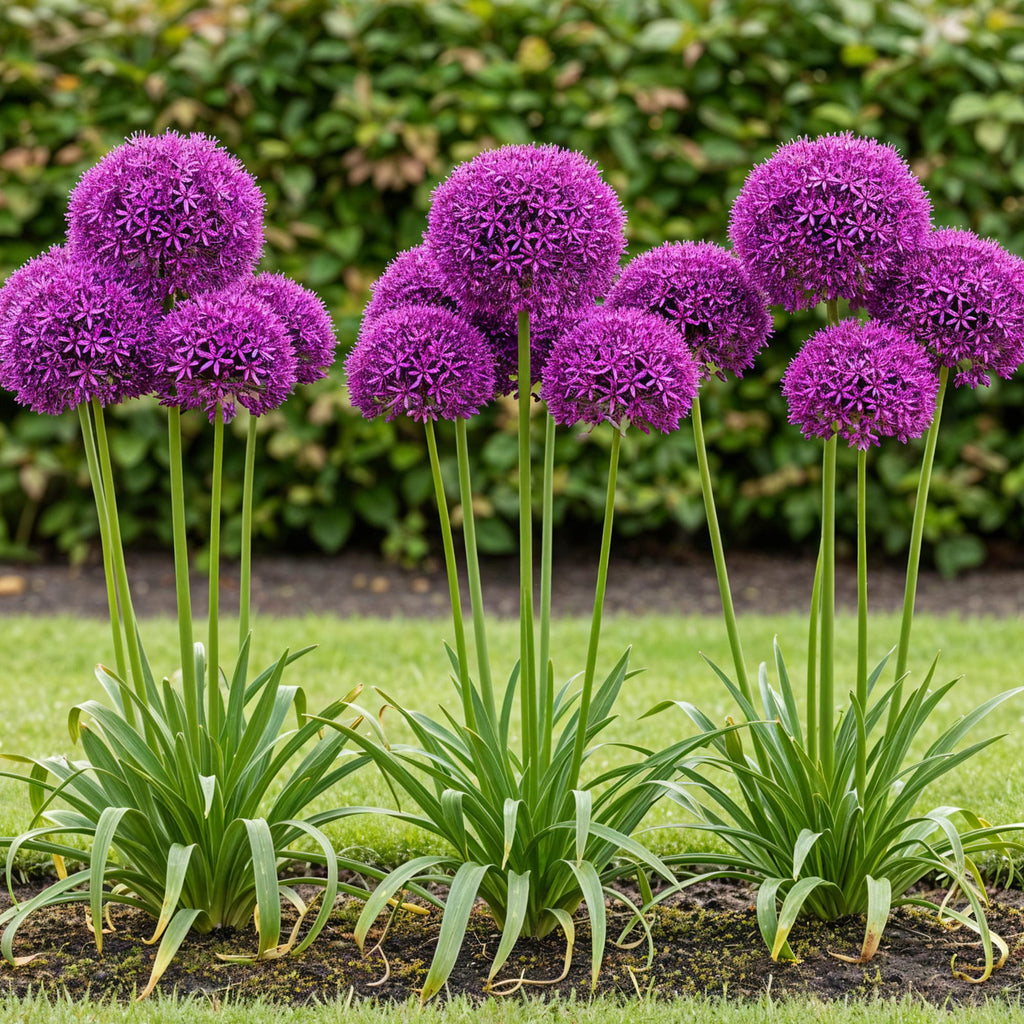 Allium Purple Sensation, kenmerkend blad