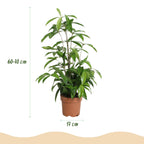 Dracaena surculosa, 60-70 cm hoog, compacte kamerplant