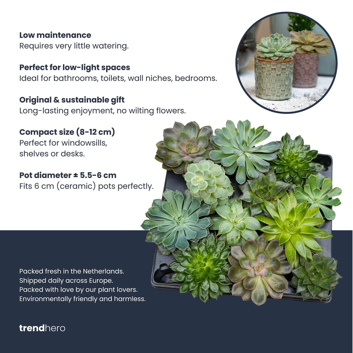 Vetplanten mix, succulenten in potjes, set van 12, kenmerkend blad