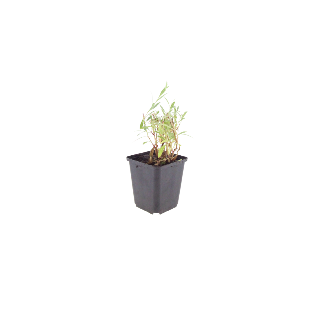 Gaura lindheimeri, plant in pot