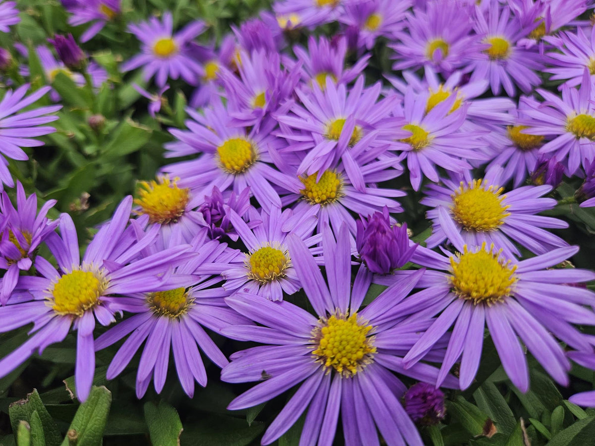 Aster (D) 'Prof. Anton Kippenberg', plant in pot