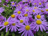 24x Aster (D) 'Prof. Anton Kippenberg'