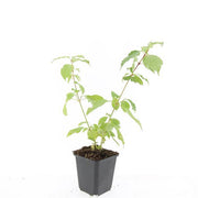 24x Cornus sang. &