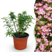 Bodembedekkende roos Cutie Pie, roze bloemen