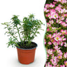 Bodembedekkende roos Cutie Pie, roze bloemen