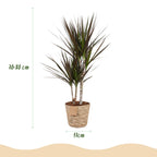 Dracaena Magenta met mand, groene bladeren