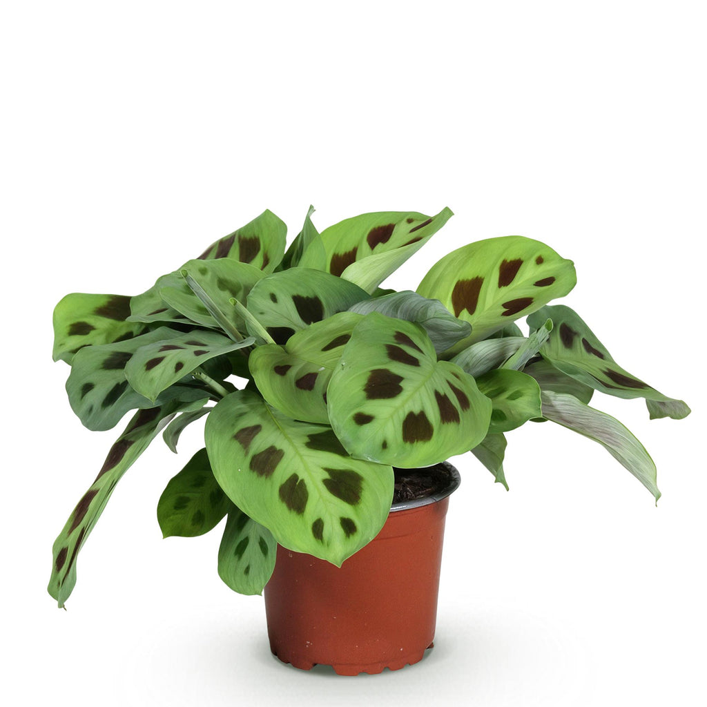 Maranta Fascinator Kerchoveana, compacte plant