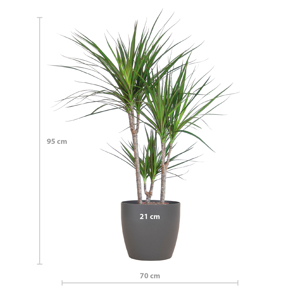Dracaena Marginata met grijze pot, detail van het blad