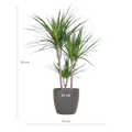 Dracaena Marginata met grijze pot, detail van het blad