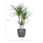 Dracaena Marginata met grijze pot, detail van het blad