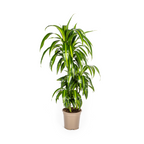 Dracaena Deremensis Hawaiian Sunshine, plant in pot