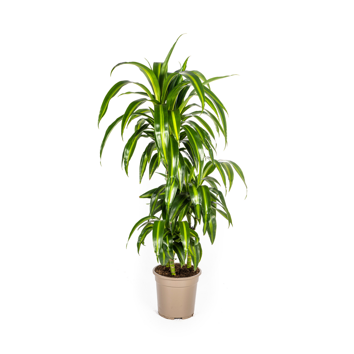 Dracaena Deremensis Hawaiian Sunshine, plant in pot