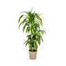 Dracaena Deremensis Hawaiian Sunshine