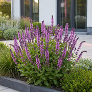 Salie nem. Sense Deepl Pink, met roze bloemen (24x)