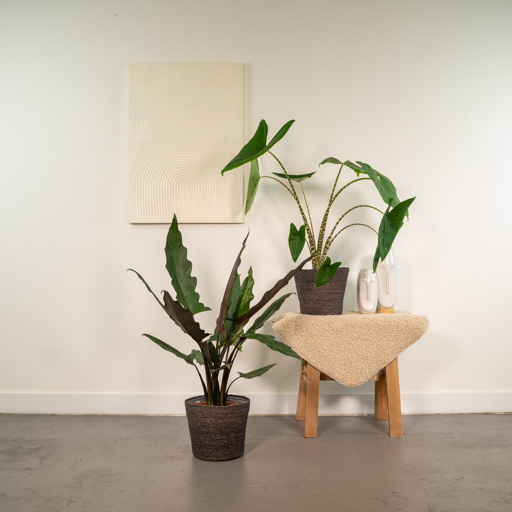 Productfoto van Alocasia Zebrina