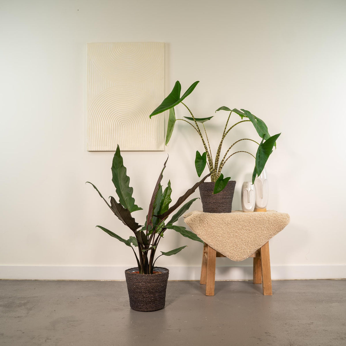 Productfoto van Alocasia Zebrina