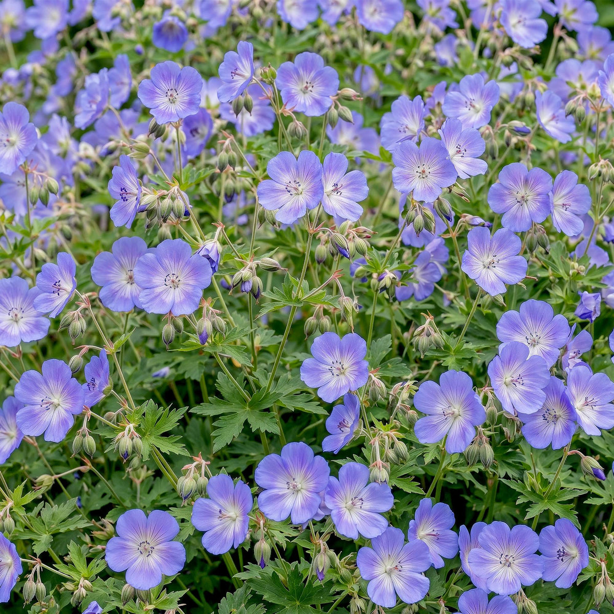 Ooievaarsbek 'Rozanne', met blauwe bloemen, gezonde plant
