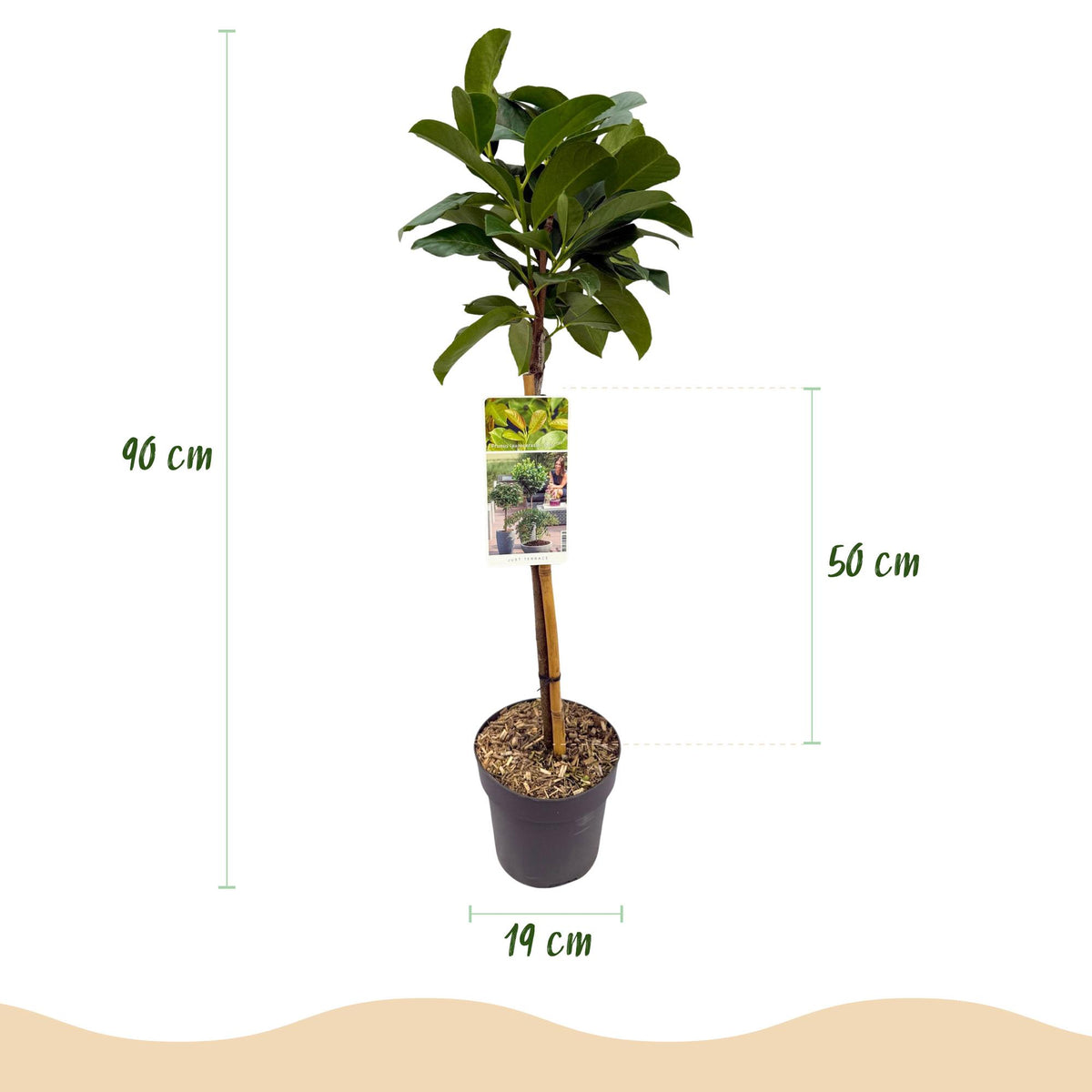 Prunus lauroverasus Etna®, kenmerkend blad