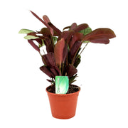 Ctenanthe Amagris