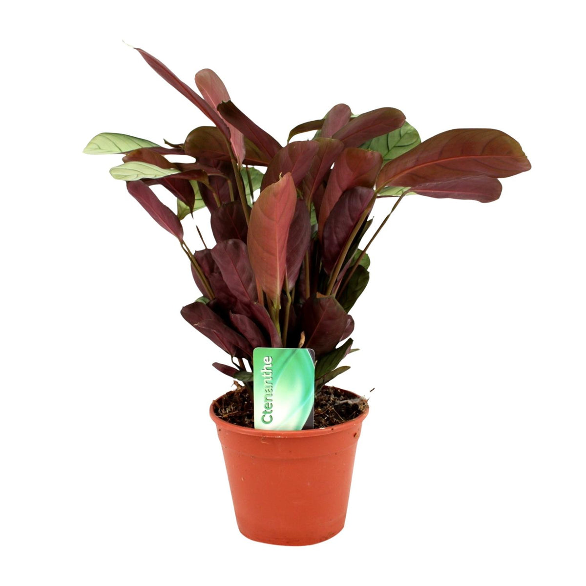 Ctenanthe Amagris, plant in pot