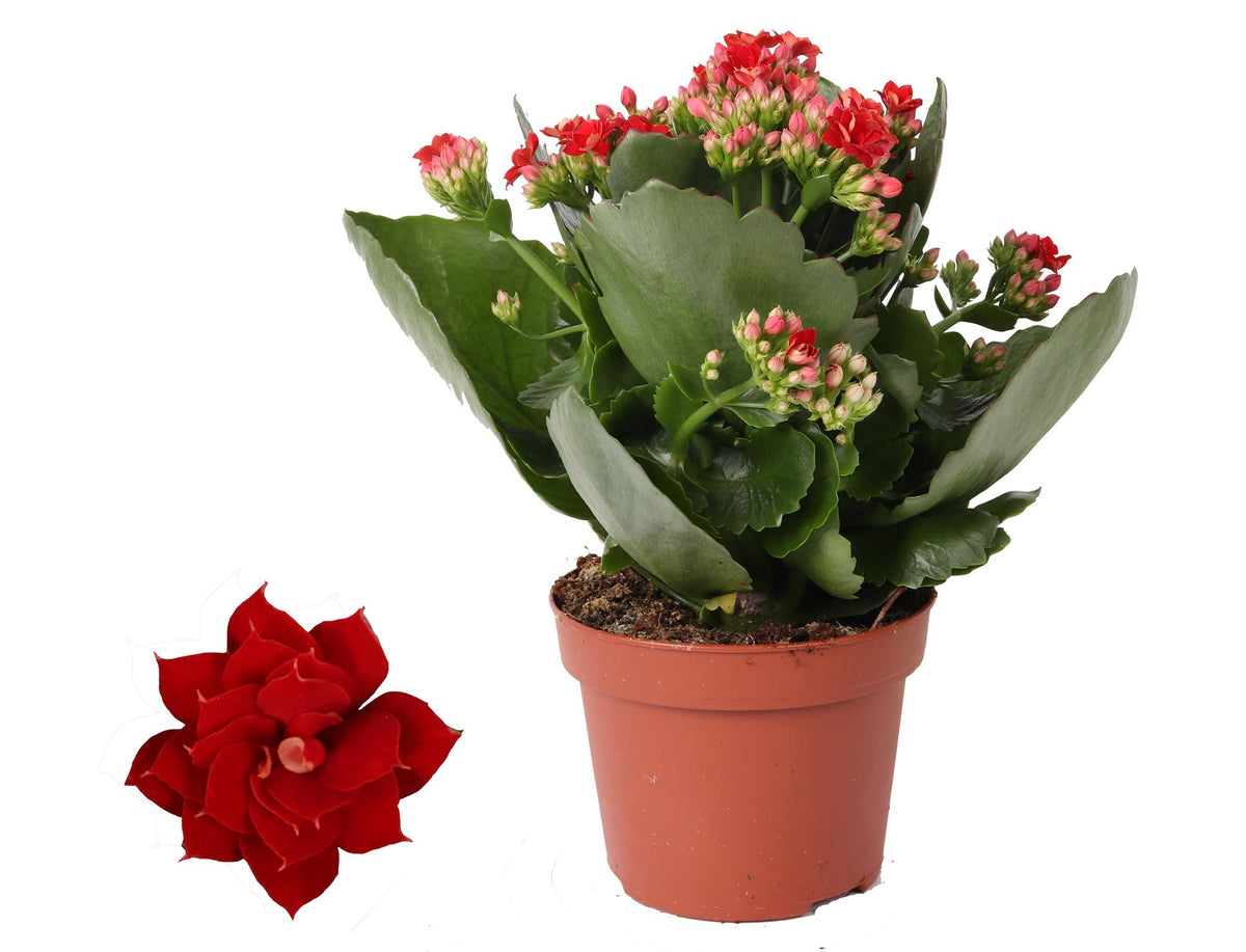 Kalanchoe Rosalina Don Justino Rood, plant in pot