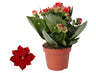 Kalanchoe Rosalina Don Justino Rood