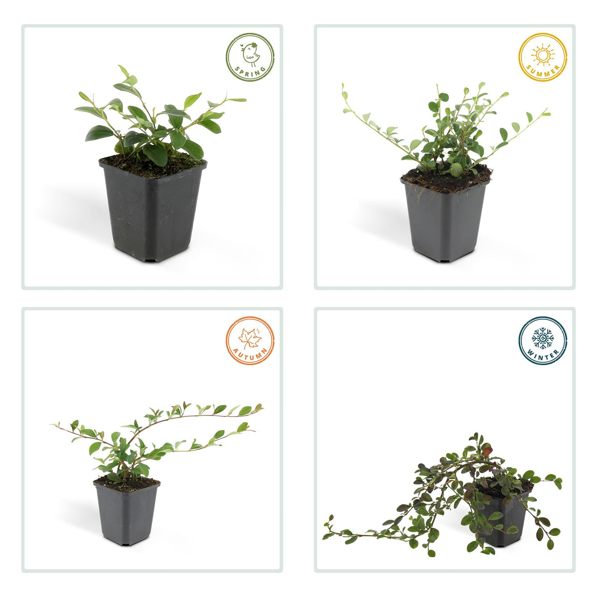 Cotoneaster dammeri, groeiwijze van de plant