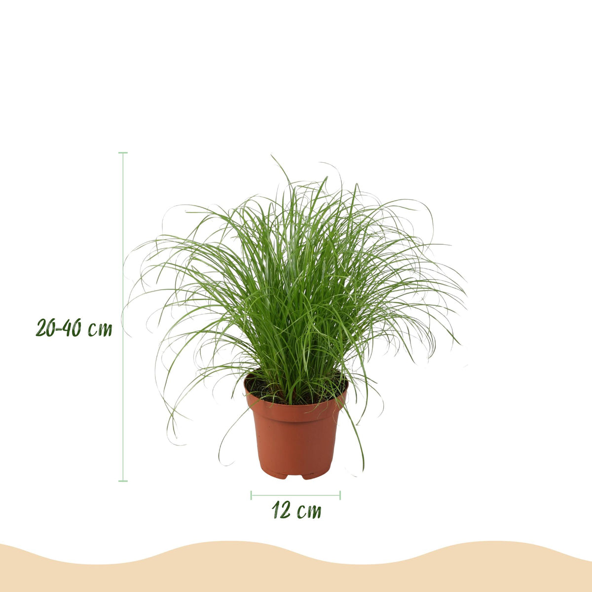 Chlorophytum, groene bladeren