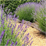 Echte lavendel Felice, set van 6 planten