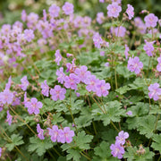 Geranium cant. Cambridge - Ooievaarsbek - Bodembedekkend - Licht Roze