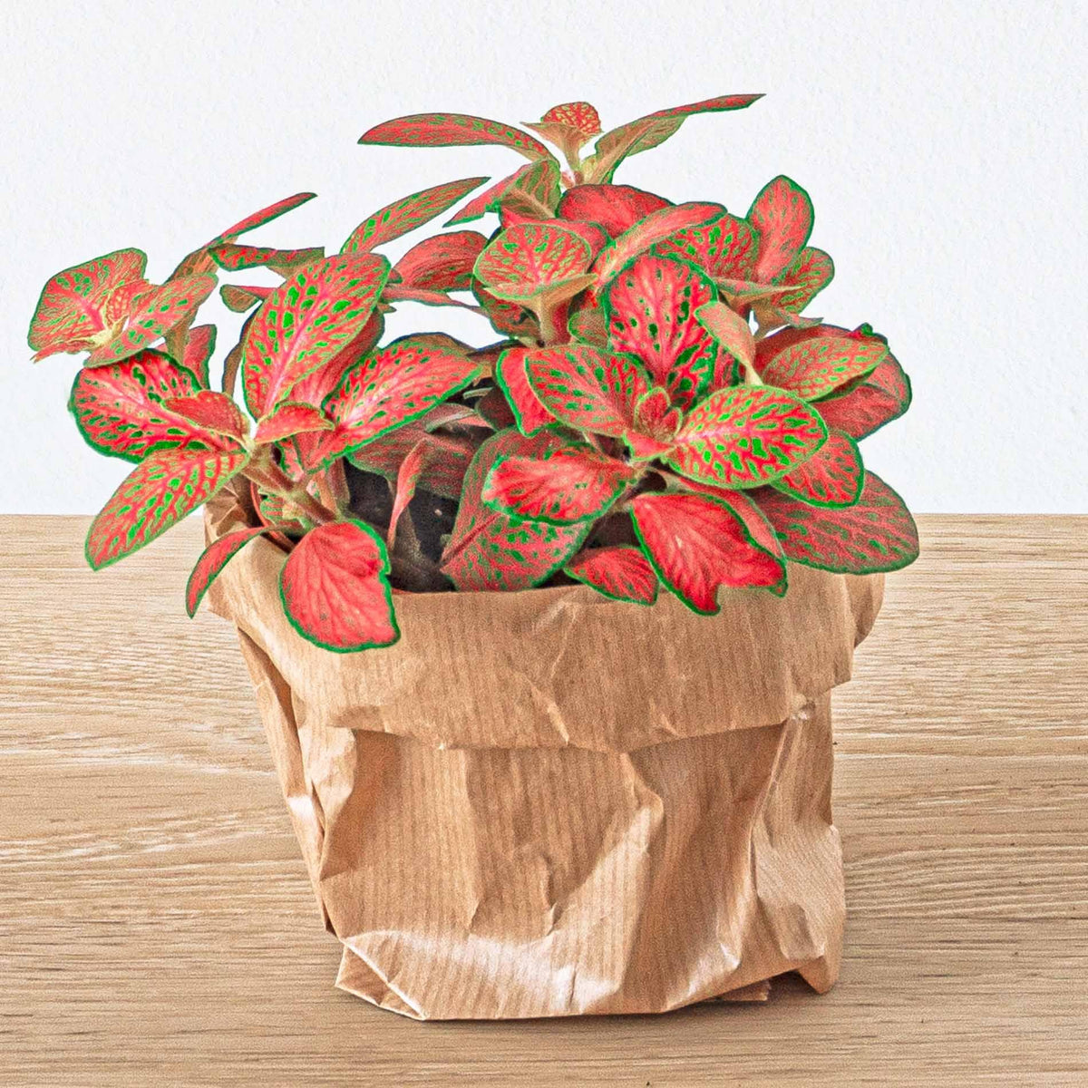 Productafbeelding van Pureplant