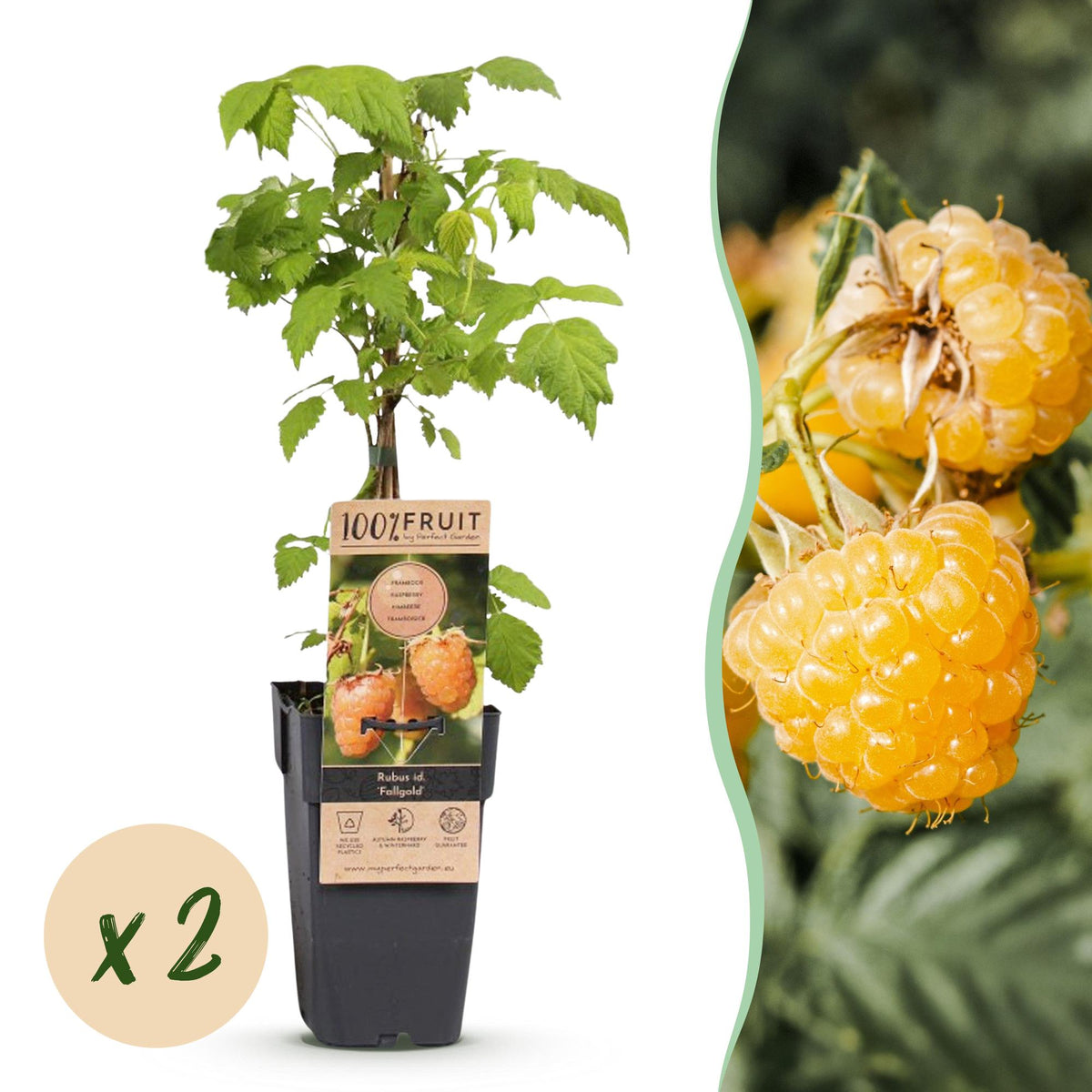 Frambozenplant Fallgold, fruitgewas voor de tuin, plant in pot
