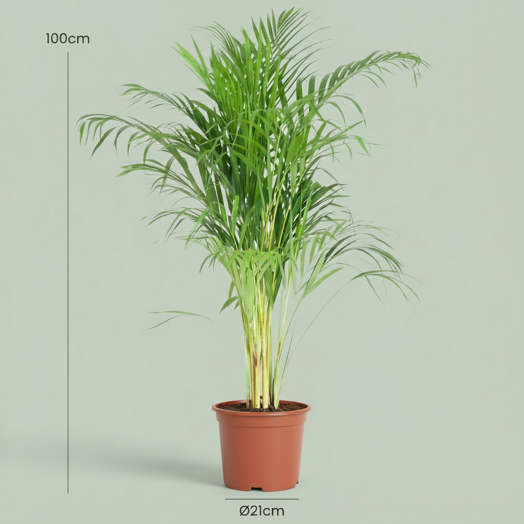 Goudpalm, groene bladeren