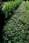 24x Euonymus fort. 'Dart's Blanket'